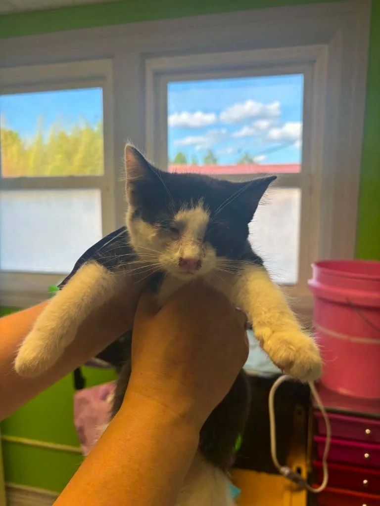 A baby medium-sized female Domestic Short Hair cat named Grace for adoption in Johnson City, TN