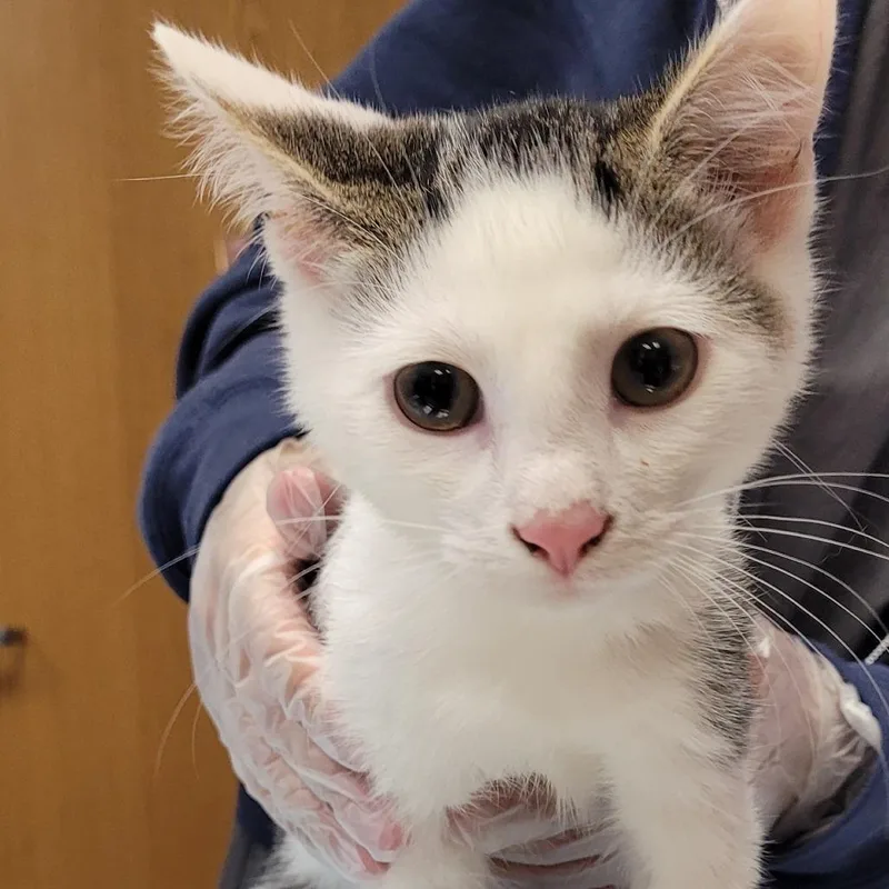 A baby small-sized male White Domestic Short Hair cat named Enzo for adoption in Vineland, NJ