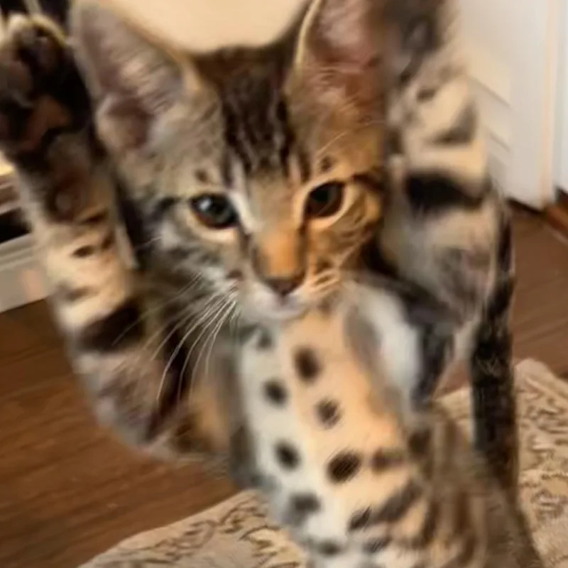 A baby small-sized male Tabby (Gray / Blue / Silver) Tabby cat named Habibi for adoption in Los Angeles, CA