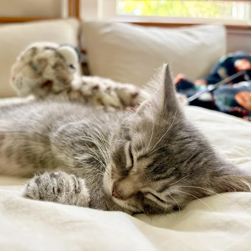 Maisy thumbnail 4