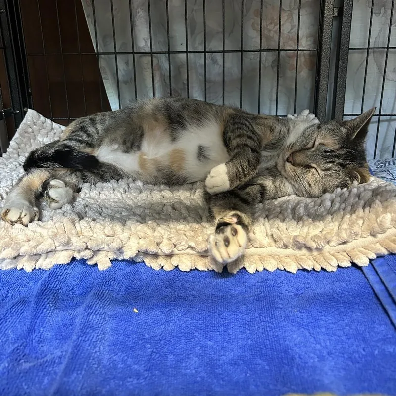 Rosemary thumbnail 2