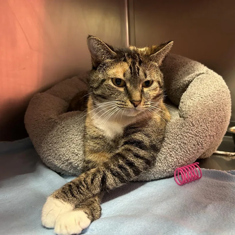 Rosemary thumbnail 3