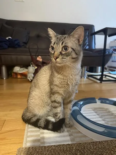 A young medium-sized male Domestic Short Hair cat named Coco for adoption in Ridgewood, NY