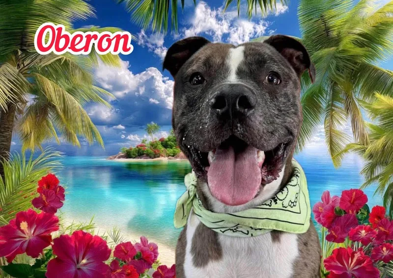 A young large-sized male Brindle Mixed Breed dog named Oberon for adoption in Flint, MI