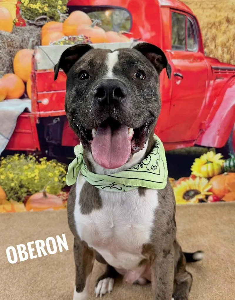 Oberon thumbnail 2