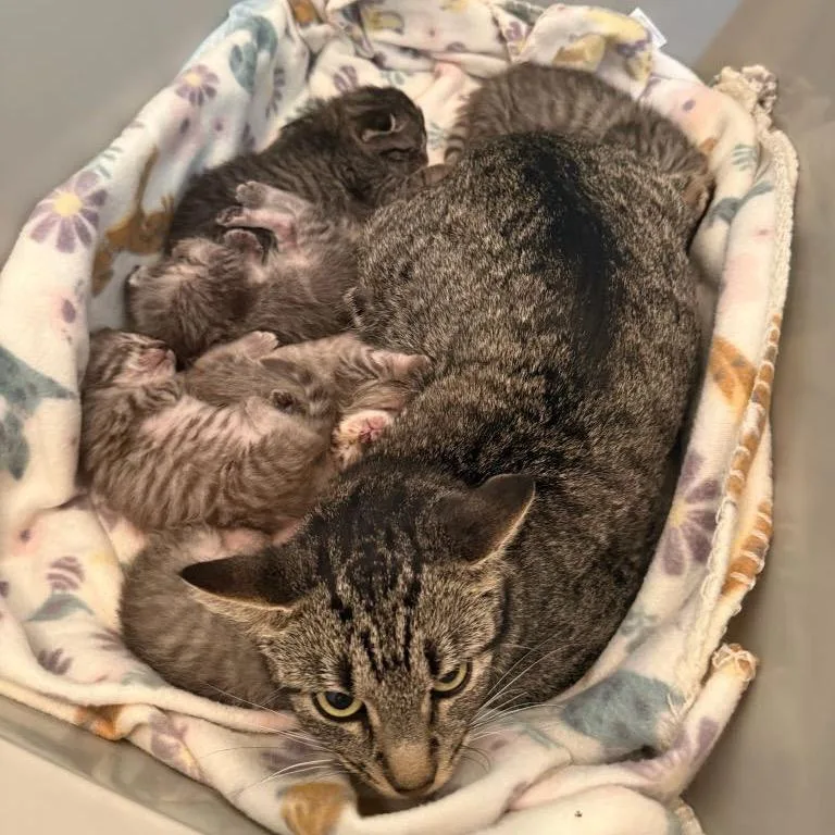 A baby small-sized female Gray / Blue / Silver Domestic Short Hair cat named Puddle for adoption in Waco, TX