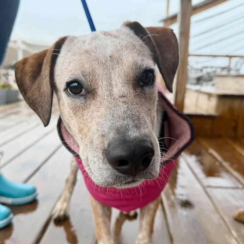 A baby medium-sized male Australian Cattle Dog / Blue Heeler dog named Luke for adoption in PLAINFIELD, CT
