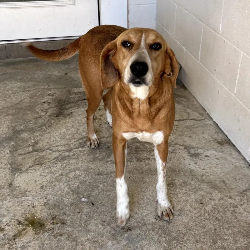 A senior medium-sized female Brown / Chocolate Mixed Breed dog named Maple for adoption in LOXAHATCHEE, FL