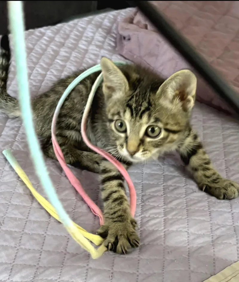 A baby medium-sized female Tabby cat named Bobbie for adoption in Campbell, CA