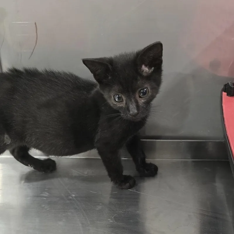 A baby small-sized male Black Domestic Long Hair cat named Preston for adoption in Washburn, MO