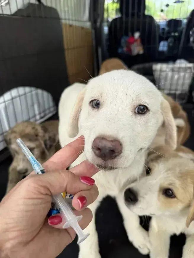 A baby medium-sized female Mixed Breed dog named Pearl for adoption in Grand Rapids, MI