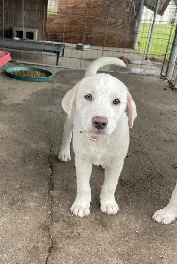 Pearl thumbnail 2