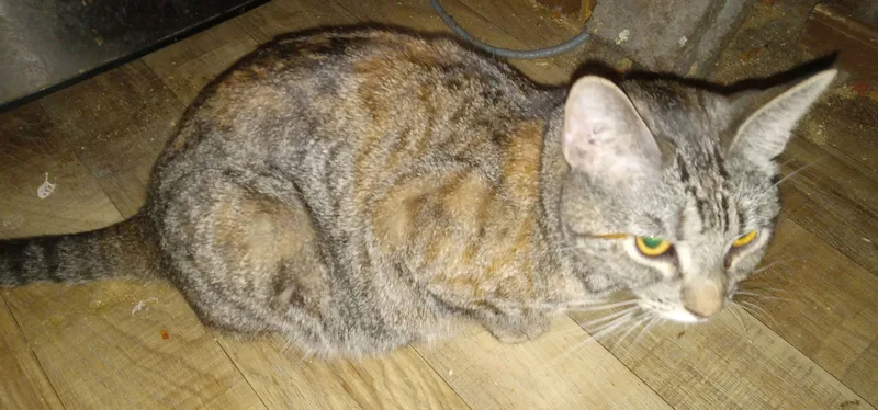 A young medium-sized female Domestic Short Hair cat named Miyah for adoption in Phoenix, AZ