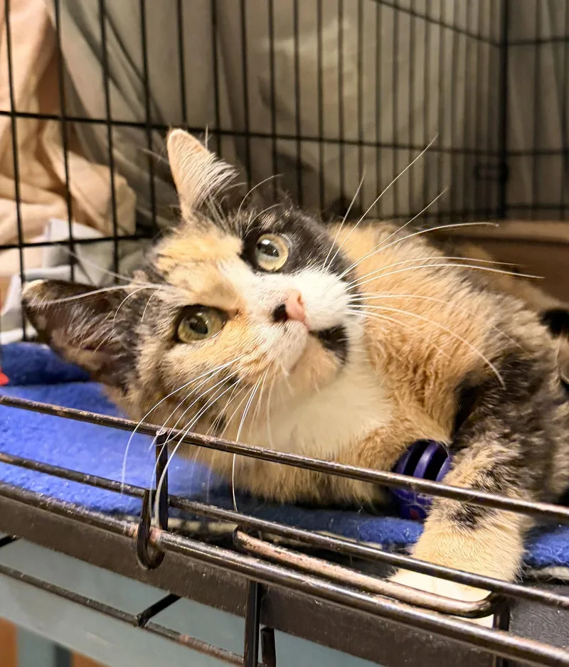 A young medium-sized female Calico cat named Patcheswillow Grove Pa for adoption in Greenville, DE
