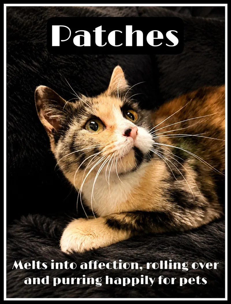 Patcheswillow Grove Pa thumbnail 2