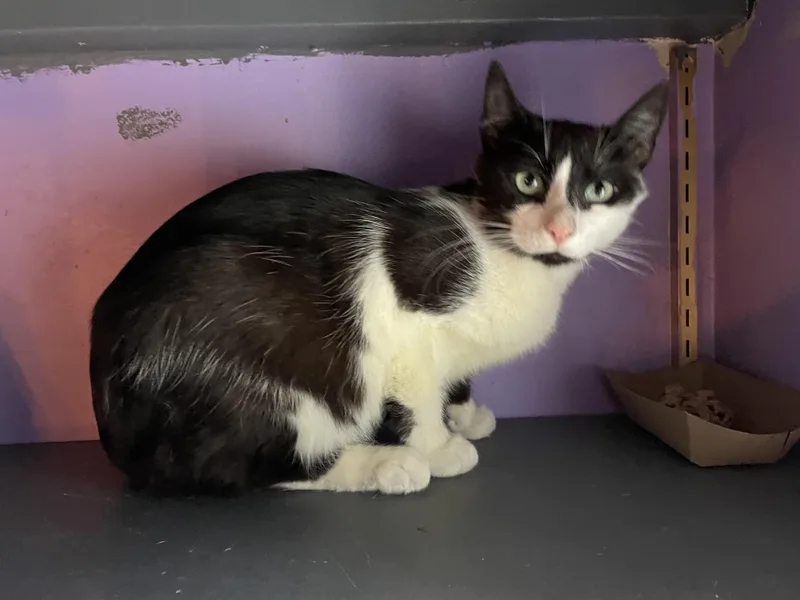 A young medium-sized male Black & White / Tuxedo Domestic Short Hair cat named Kiss for adoption in Des Moines , WA