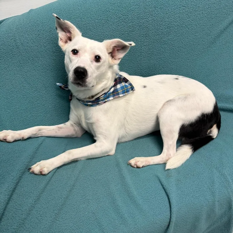 An adult medium-sized female White / Cream Cattle Dog dog named Coconut for adoption in Houston, TX