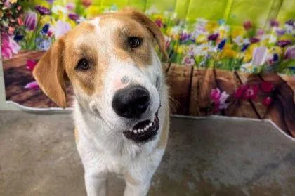 An adult large-sized male Hound dog named Samson for adoption in Westland, MI