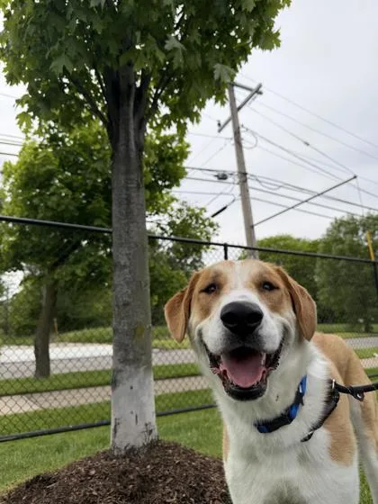 Samson thumbnail 3