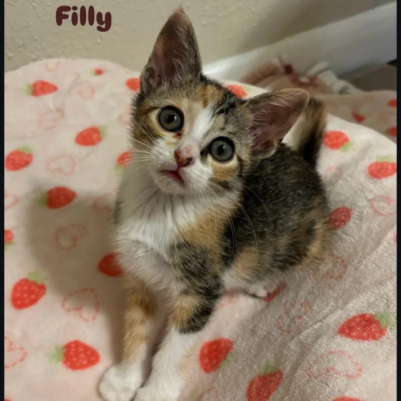 A baby small-sized female Calico Domestic Short Hair cat named Filly for adoption in Orlando, FL