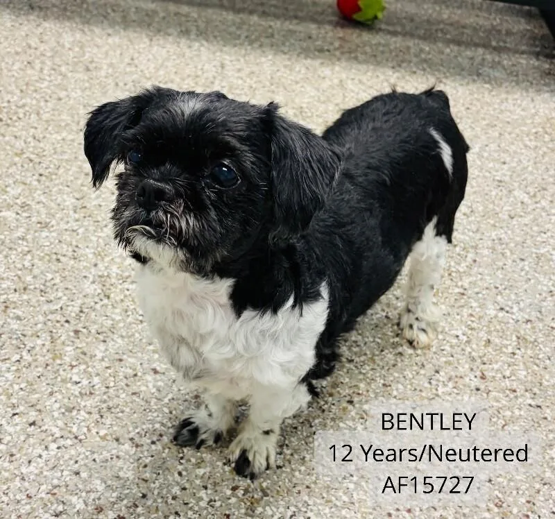 Bentley