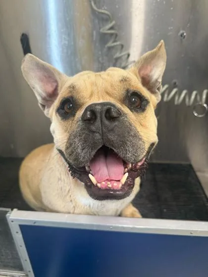 An adult medium-sized male American Bulldog dog named Benji for adoption in Daytona Beach, FL