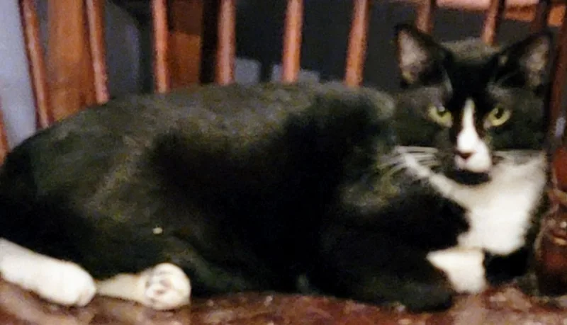 Butler  Rhett Butler thumbnail 4