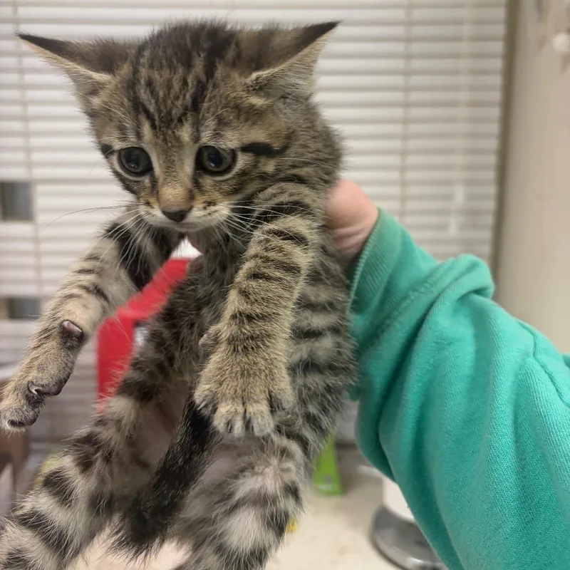 A baby small-sized female Brown / Chocolate Domestic Short Hair cat named Marissa for adoption in Pekin, IL