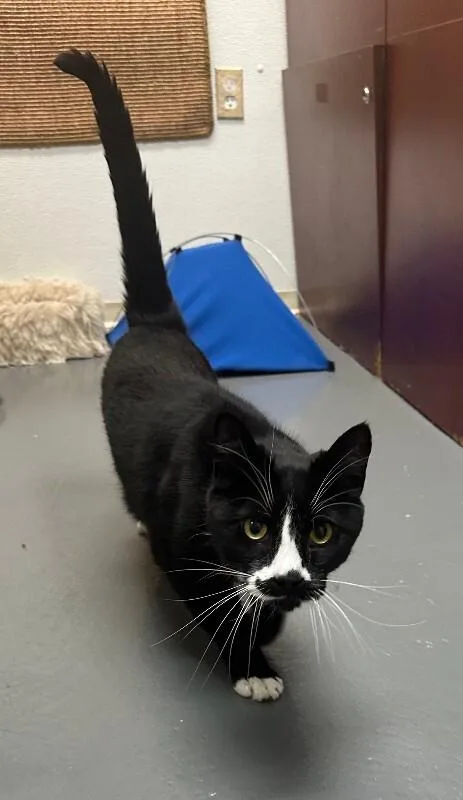 An adult medium-sized male Black & White / Tuxedo American Shorthair cat named Fergus for adoption in Haines, AK