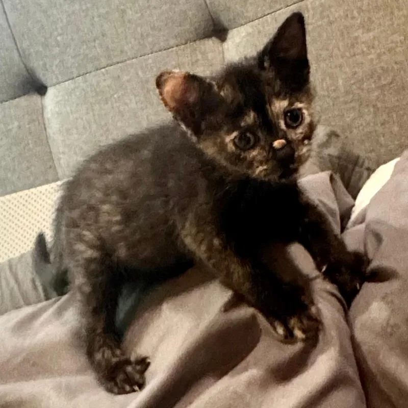 A baby small-sized female Black Domestic Short Hair cat named Artemis for adoption in Long Beach, CA