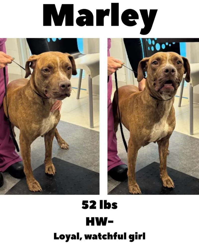 An adult large-sized female Mixed Breed dog named Marley for adoption in Albany, GA