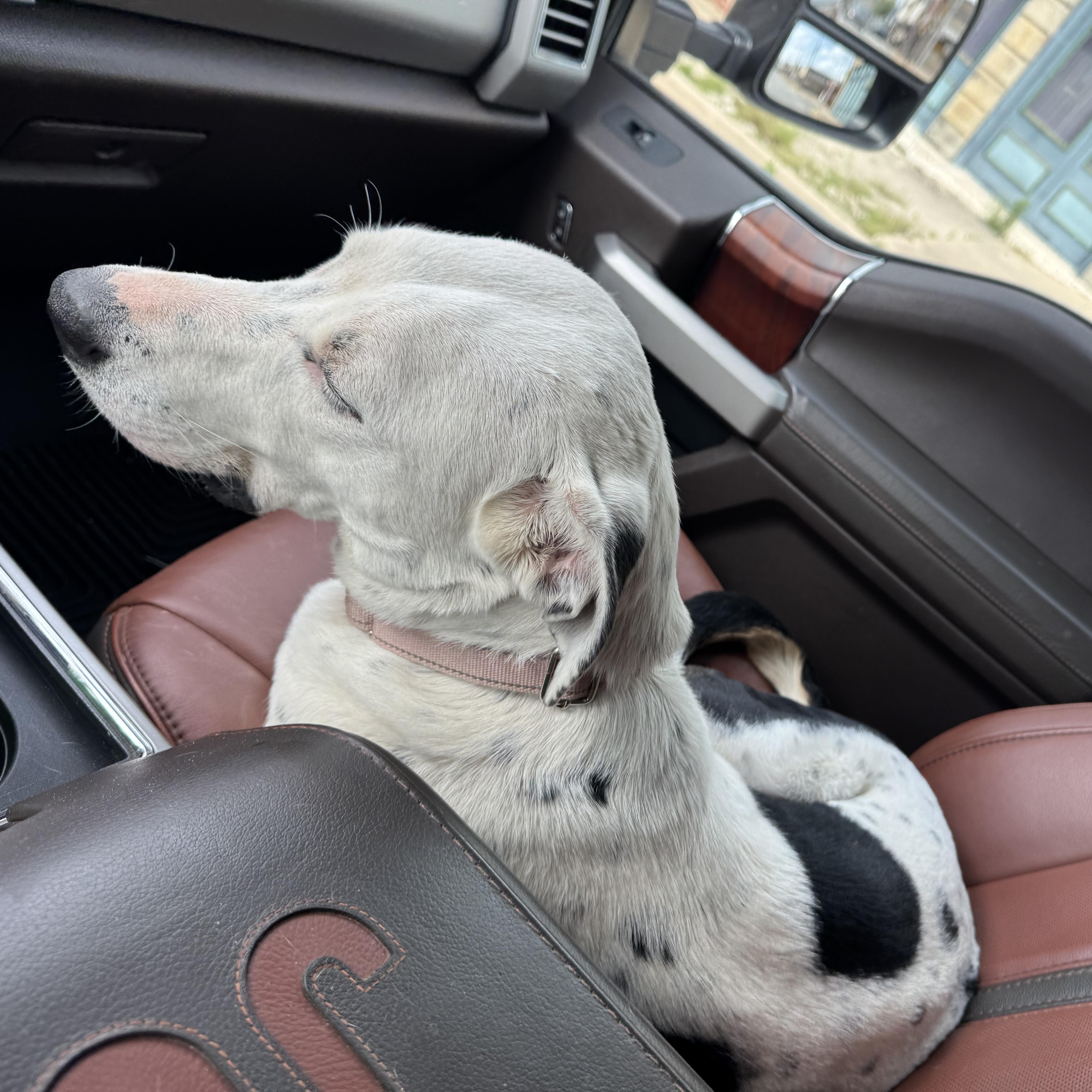 A young medium-sized female Harlequin Pointer dog named Pookie for adoption in Weatherford, TX