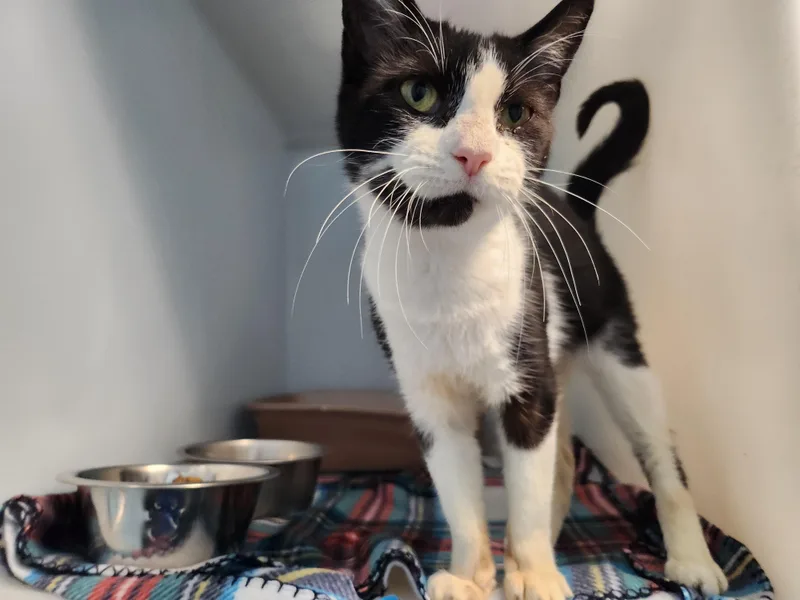 An adult medium-sized female Black Domestic Short Hair cat named Sif for adoption in Stanley, VA