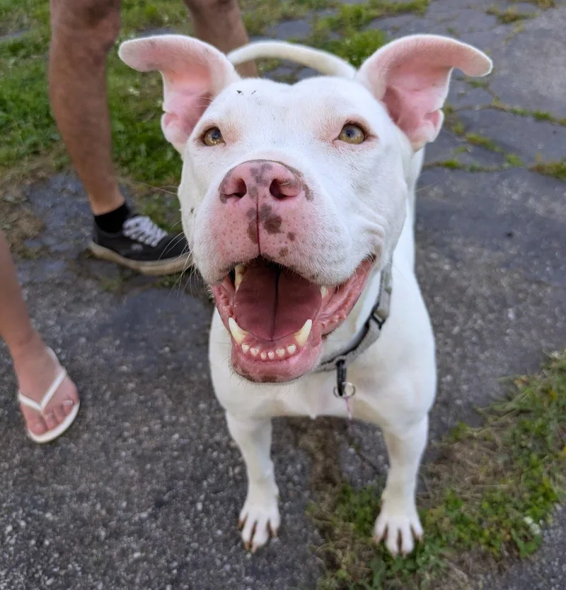 An adult medium-sized female White / Cream American Staffordshire Terrier dog named Lisa for adoption in Detroit, MI