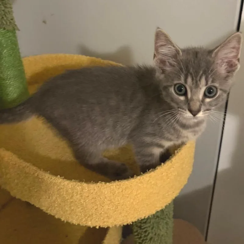 A baby small-sized male Gray / Blue / Silver Domestic Short Hair cat named Kale for adoption in Lauderhill, FL