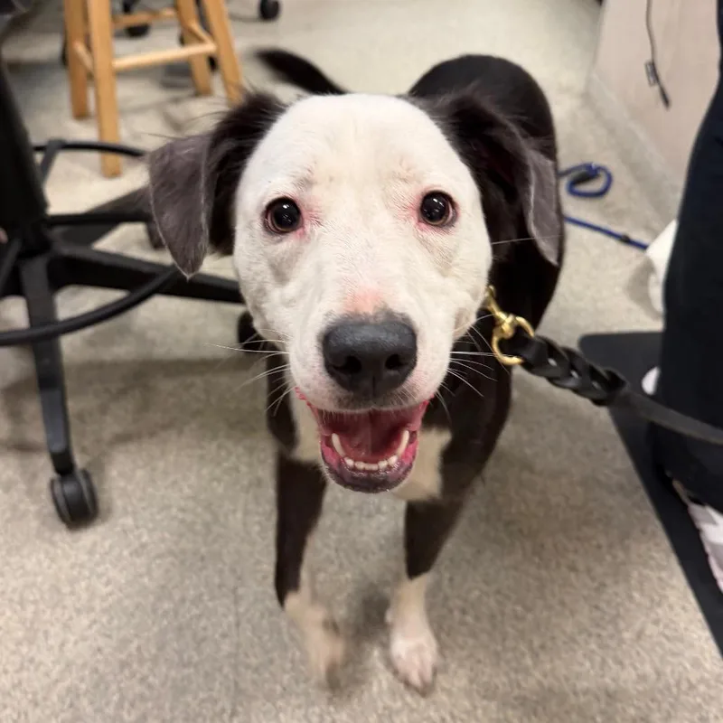 An adult small-sized female Mixed Breed dog named Arugula for adoption in Jacksonville, FL