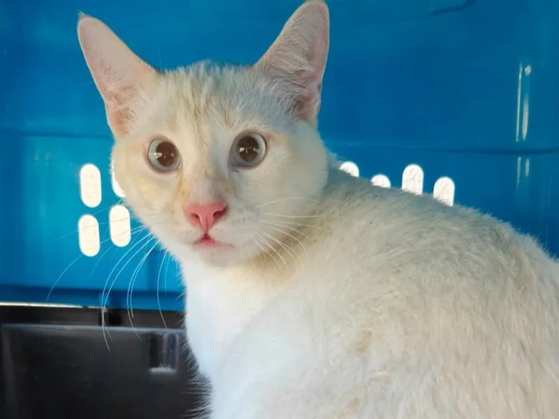 A young medium-sized male White Siamese cat named Sebastian for adoption in Midway City, CA