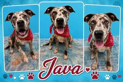 A baby medium-sized male Catahoula Leopard Dog dog named Java for adoption in Seagoville, TX