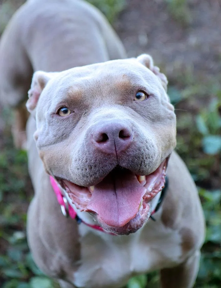 An adult large-sized female Pit Bull Terrier dog named Chelsea for adoption in Kansas City, KS