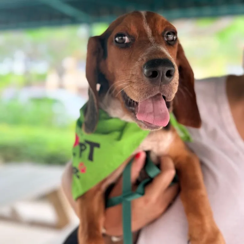 A baby small-sized male Yellow / Tan / Blond / Fawn Beagle dog named Cassius for adoption in Miami, FL