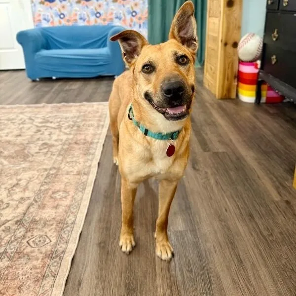 A young medium-sized female Yellow / Tan / Blond / Fawn German Shepherd Dog dog named Ember Honey The Ruby for adoption in Friendswood, TX