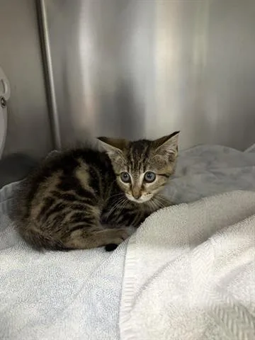 A baby small-sized male Domestic Short Hair cat named Oakley for adoption in San Martin, CA