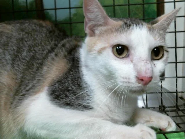 A young medium-sized female Domestic Short Hair cat named Pebbles for adoption in Houston, TX