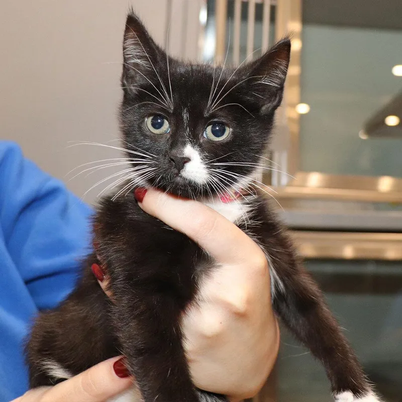 A baby small-sized female Domestic Short Hair cat named Momo for adoption in Port Washington, NY