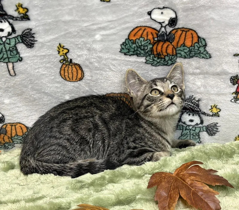 A baby medium-sized male Domestic Short Hair cat named Oswald for adoption in Wetumpka, AL