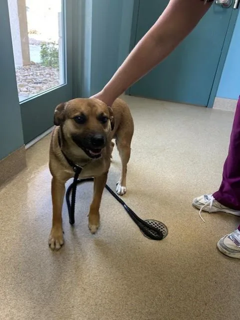 A young medium-sized male Mixed Breed dog named Billy for adoption in Newton, NC