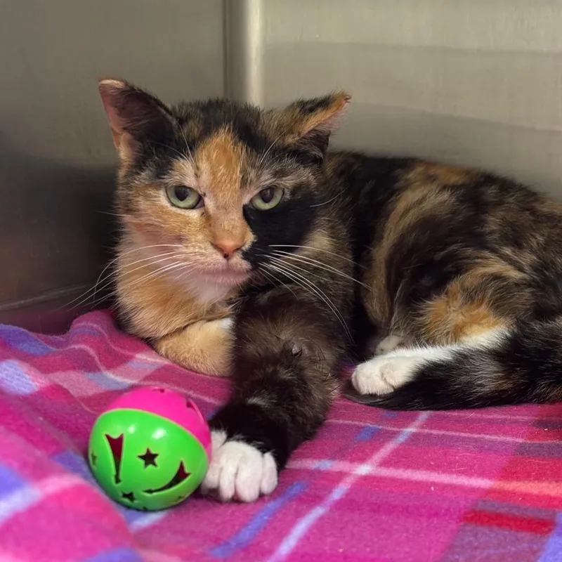 A young medium-sized female Calico Domestic Short Hair cat named Dewberry for adoption in Milan, IL