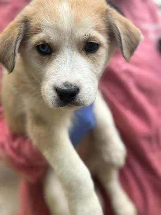 A baby medium-sized female Husky dog named Muffin for adoption in New York, NY