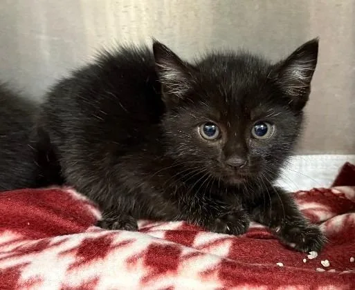 A baby medium-sized female Domestic Short Hair cat named Dc Couples  Harley for adoption in Greeneville, TN