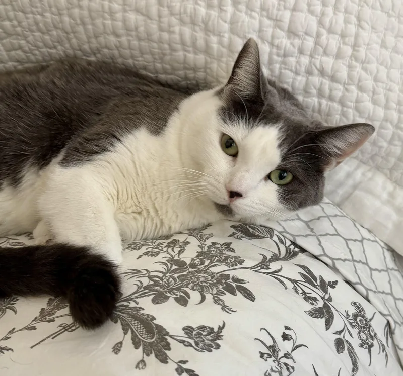 An adult medium-sized female American Shorthair cat named Abby for adoption in Mission Viejo, CA